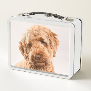 Retrato Goldendoodle Studio