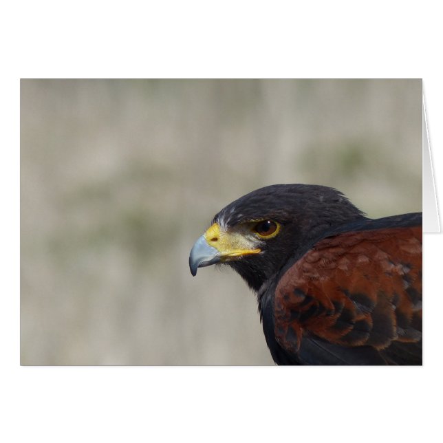 Retrato Harris Hawk (Anverso (Horizontal))