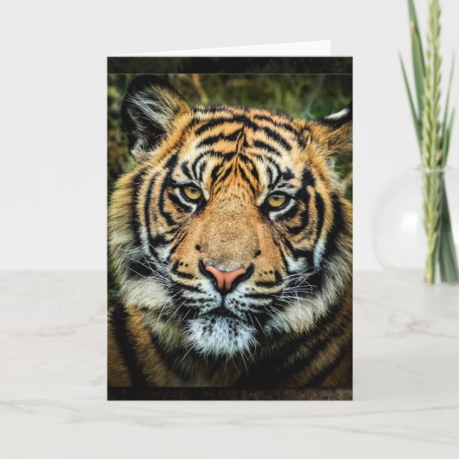 Retrato hermoso del tigre de Bengala - tarjeta (Anverso)