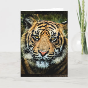 Retrato hermoso del tigre de Bengala - tarjeta