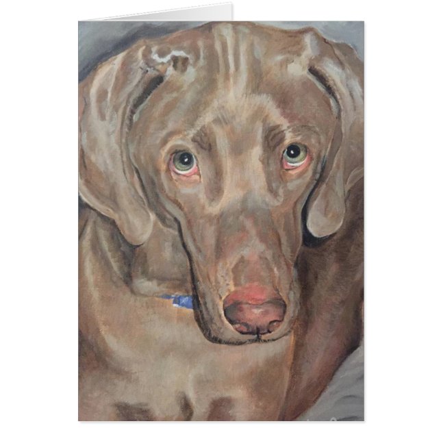 Retrato mascota - Weimaraner (Frente)