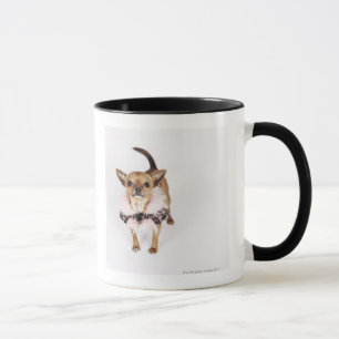 Retrato peculiar de una chihuahua de la taza de t