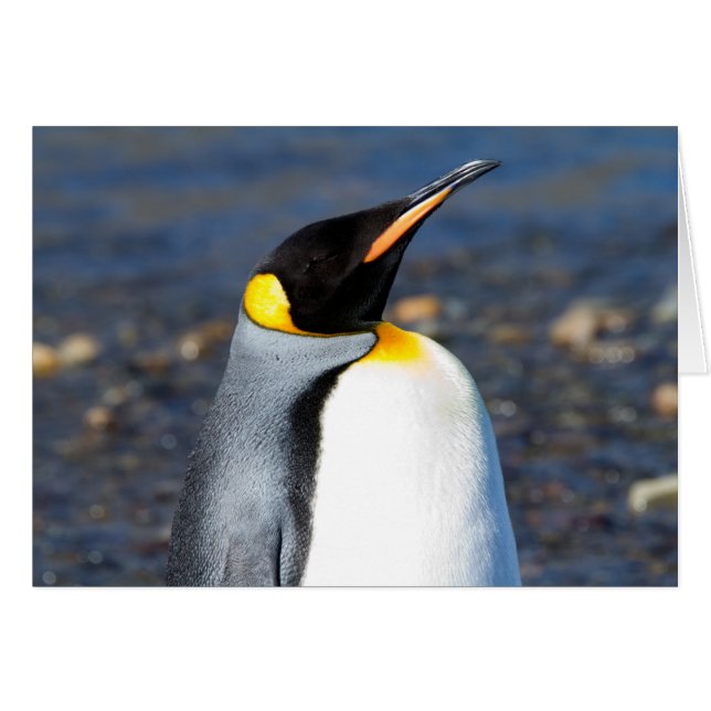Retrato pingüino (Anverso (Horizontal))