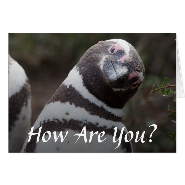 Retrato pingüino magélico (Anverso (Horizontal))