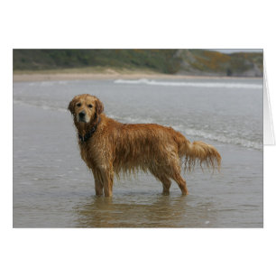 Retreiver de oro en el mar