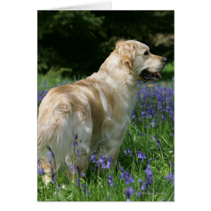 Retreiver de oro en flores