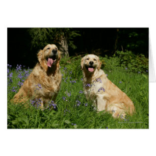 Retreivers de oro en hierba