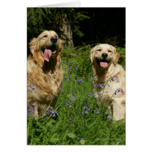 Retreivers de oro en hierba