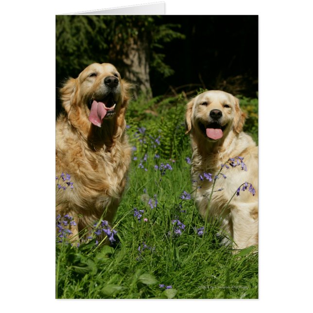 Retreivers dorados en la hierba (Frente)