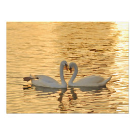 Reunión de parejas de cisnes en la fotografía de l