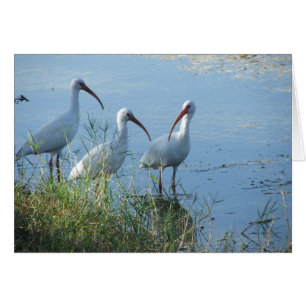 Reunión Ibis