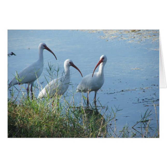Reunión Ibis (Anverso (Horizontal))