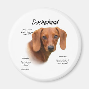Reunión lisa del Dachshund la raza - imán