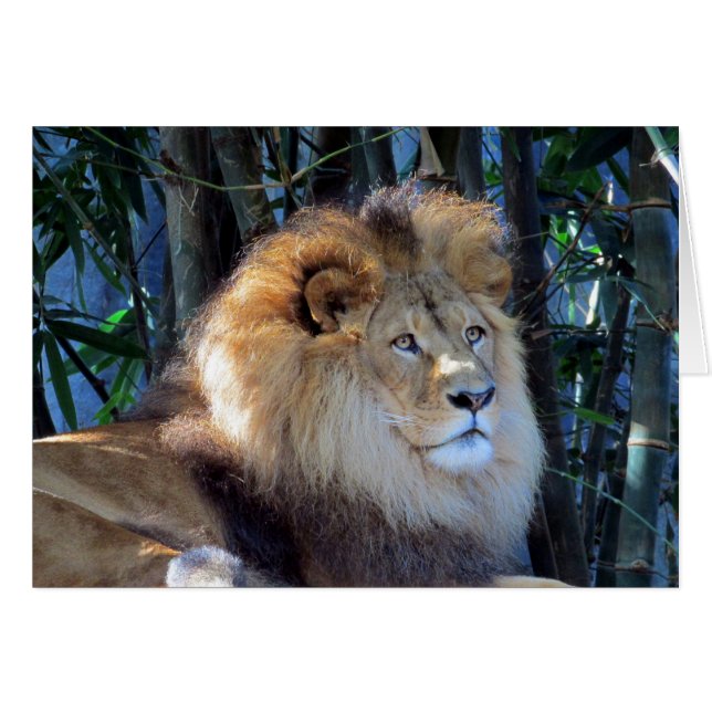 rex de león (Anverso (Horizontal))