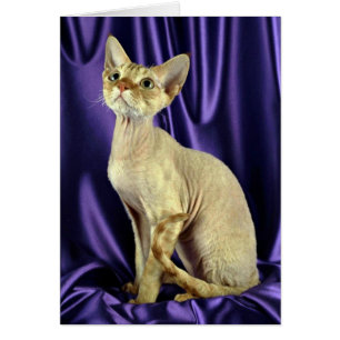 Rex, Devon, tabby rojo