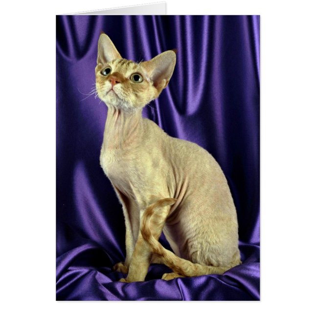 Rex, Devon, tabby rojo (Frente)