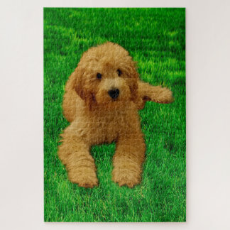 Rex El Rompecabezas De Goldendoodle