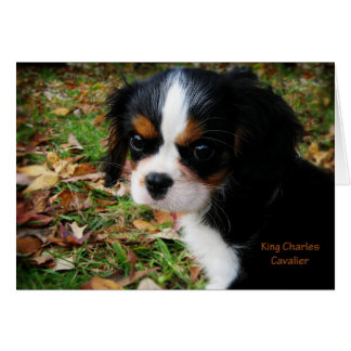 Rey Charles Cavalier Spaniel