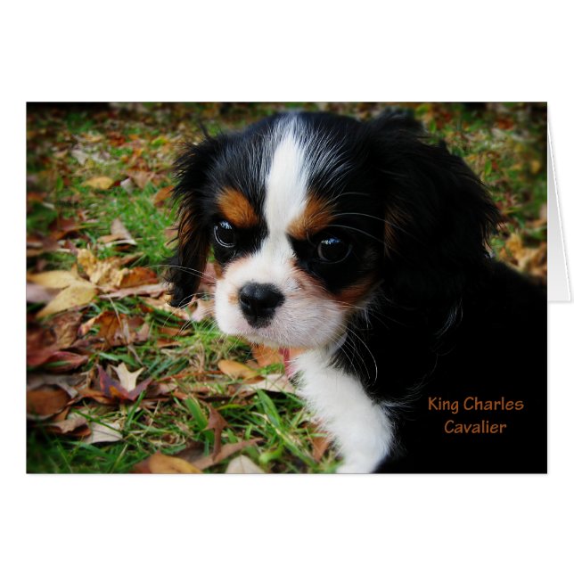 Rey Charles Cavalier Spaniel (Anverso (Horizontal))