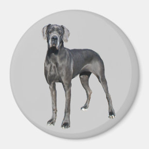 Rey de great dane del imán de los perros