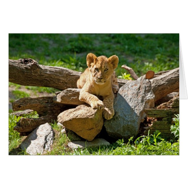 Rey de la Selva (Anverso (Horizontal))