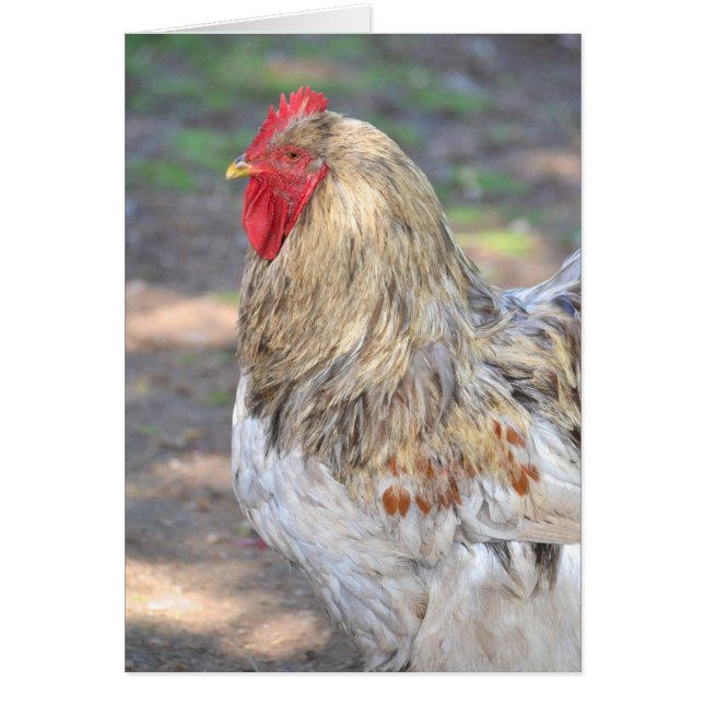 Rey De Los Roost (Frente)