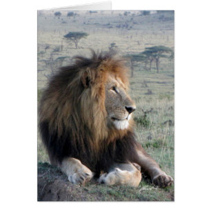 (Rey del león de los clubs de leones) (Olare