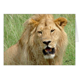 (Rey del león de los clubs de leones) (Serengeti,