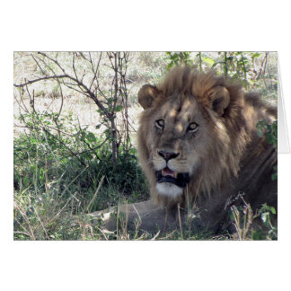 (Rey del león de los clubs de leones) (Serengeti,