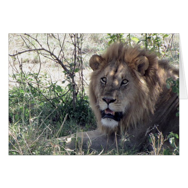 (Rey del león de los clubs de leones) (Serengeti, (Anverso (Horizontal))