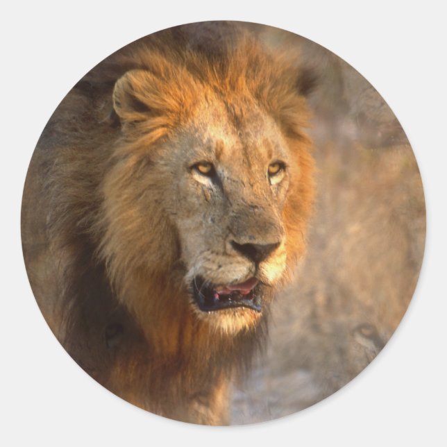 Rey del Pegatina de la Selva (Anverso)