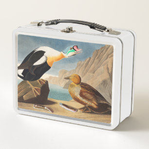Rey Eider Duck de Aves de América (Audubon)