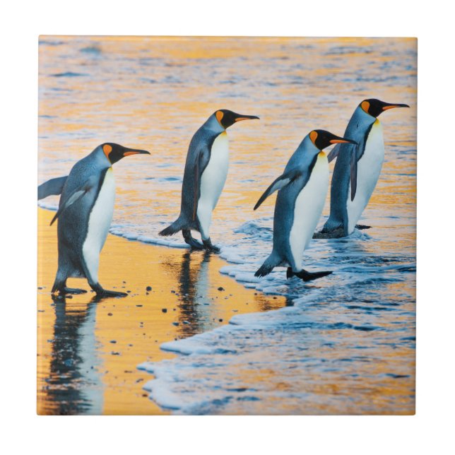 Rey pingüinos en la salida del sol - teja (Frente)