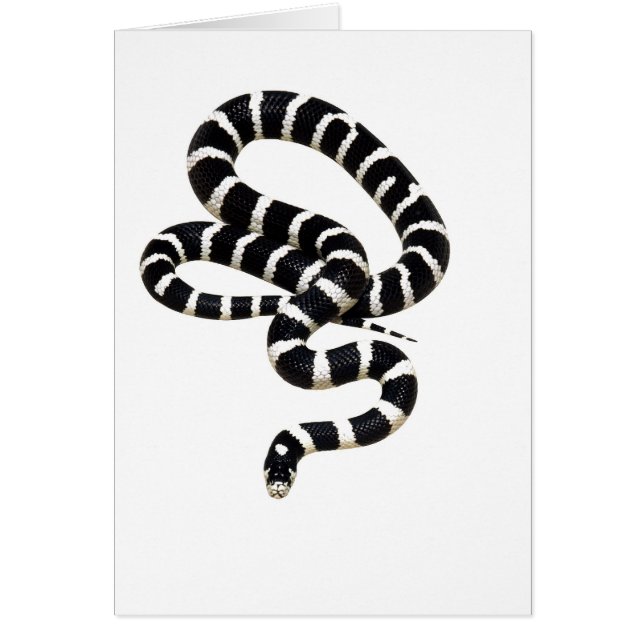 Rey serpiente de Junglewalk.com (Frente)