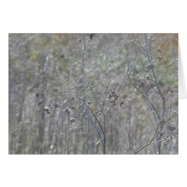 Reyes De Punto, Ca (Anverso (Horizontal))