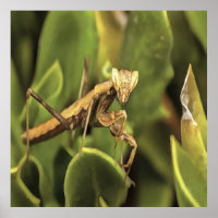 Rezando el arte de los insectos de retrato de Mant