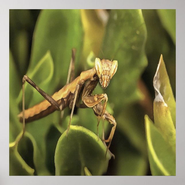 Rezando el arte de los insectos de retrato de Mant (Frente)