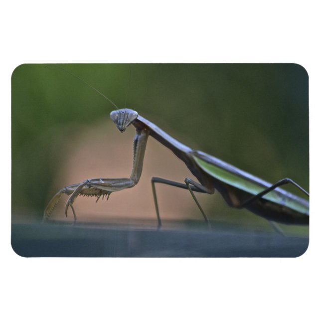 Rezando el imán grande de Mantis (Horizontal)