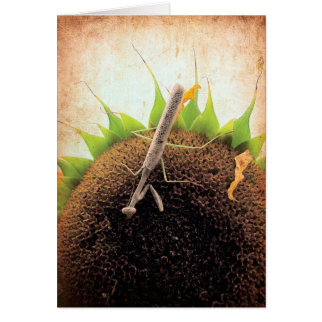 Rezando Por El Sol (Frente)