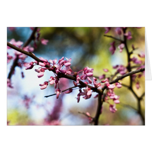 Rhapsody de primavera (Anverso (Horizontal))