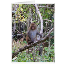 rhesus macaque