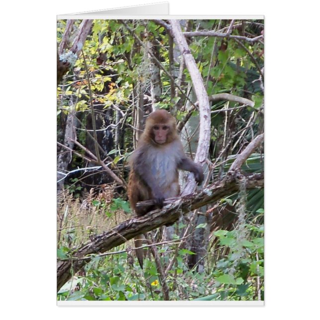 rhesus macaque (Frente)