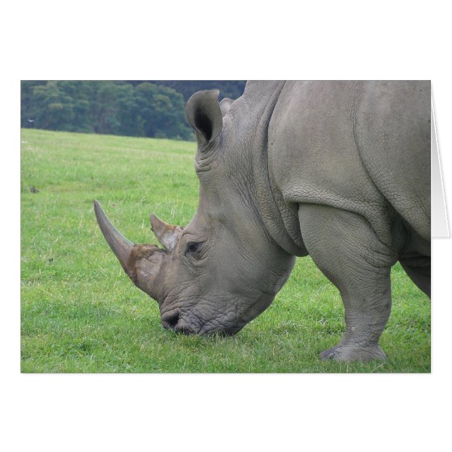 Rhino (Anverso (Horizontal))