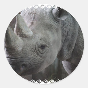 Rhino Facts Pegatinas