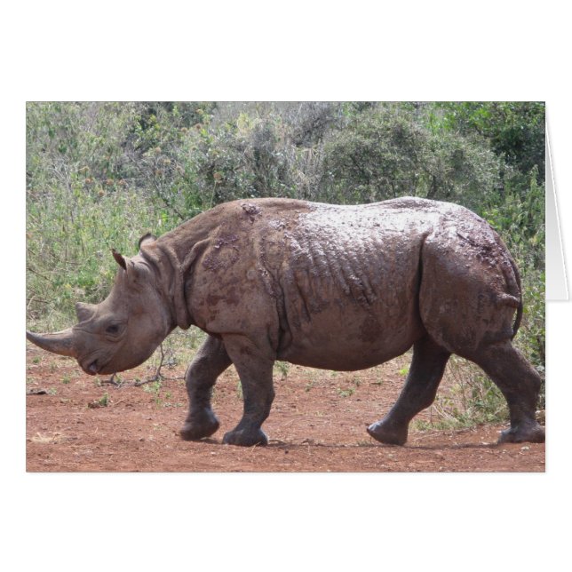 Rhino Joven (Anverso (Horizontal))