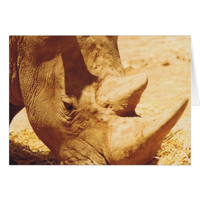 Rhinoceros (Anverso (Horizontal))