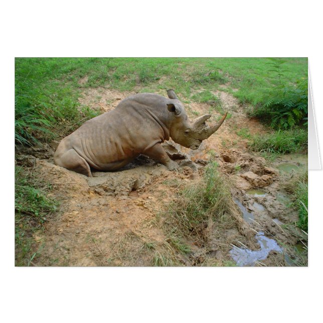 Rhinoceros (Anverso (Horizontal))