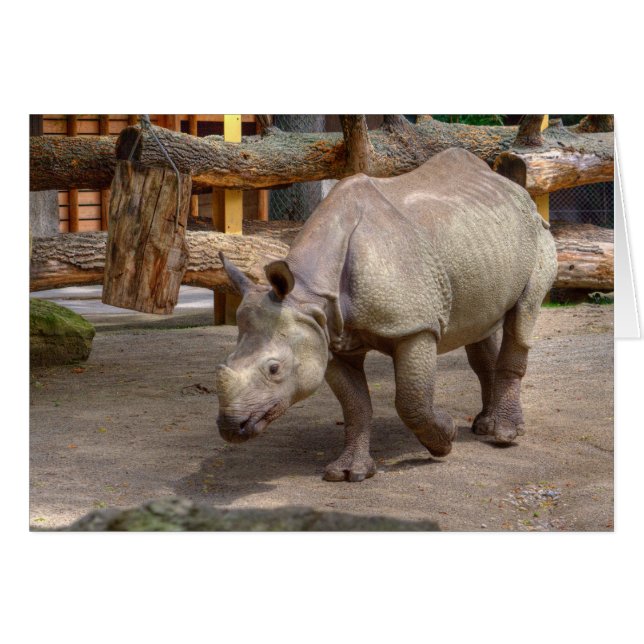 Rhinoceros unicornis (Anverso (Horizontal))