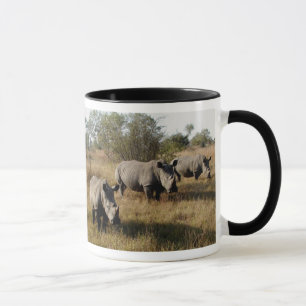 Rhinos blancos en la taza de Sabi Sabi (Suráfrica)