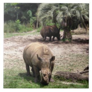Rhinos en la teja de la foto del safari